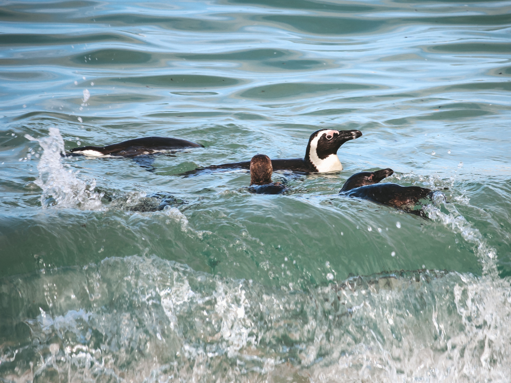 Afrikanische Pinguine nahe Kapstadt