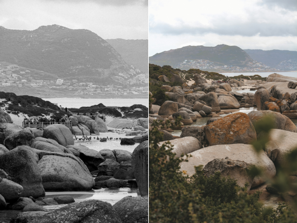 Boulders Beach Capetown Pinguine