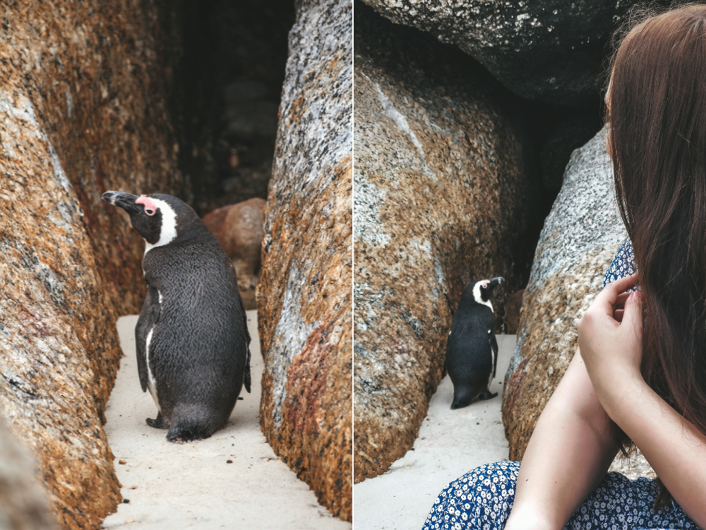 Boulders Beach Pinguin