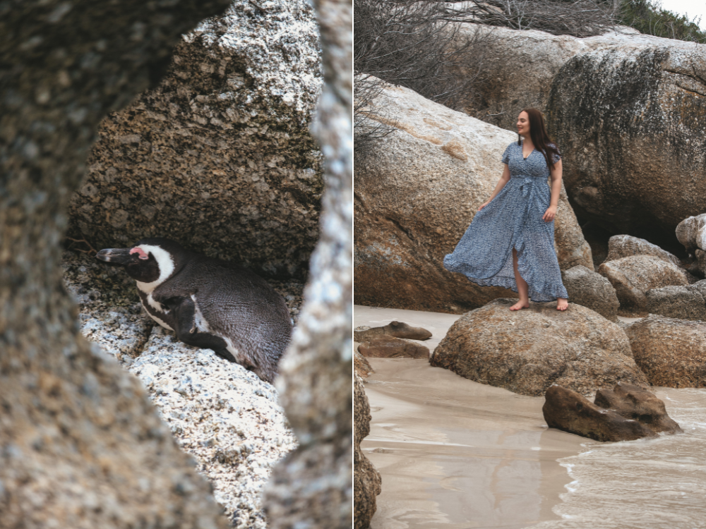 Boulders Beach Pinguine am Strand