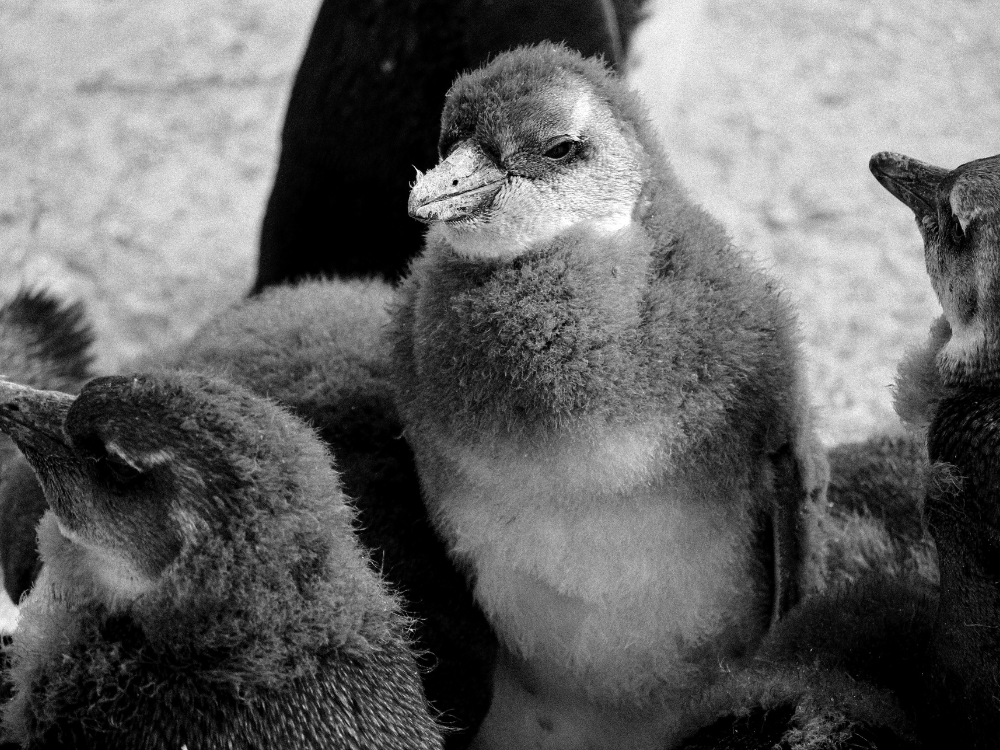 Brillenpinguine Umgebung Kapstadt