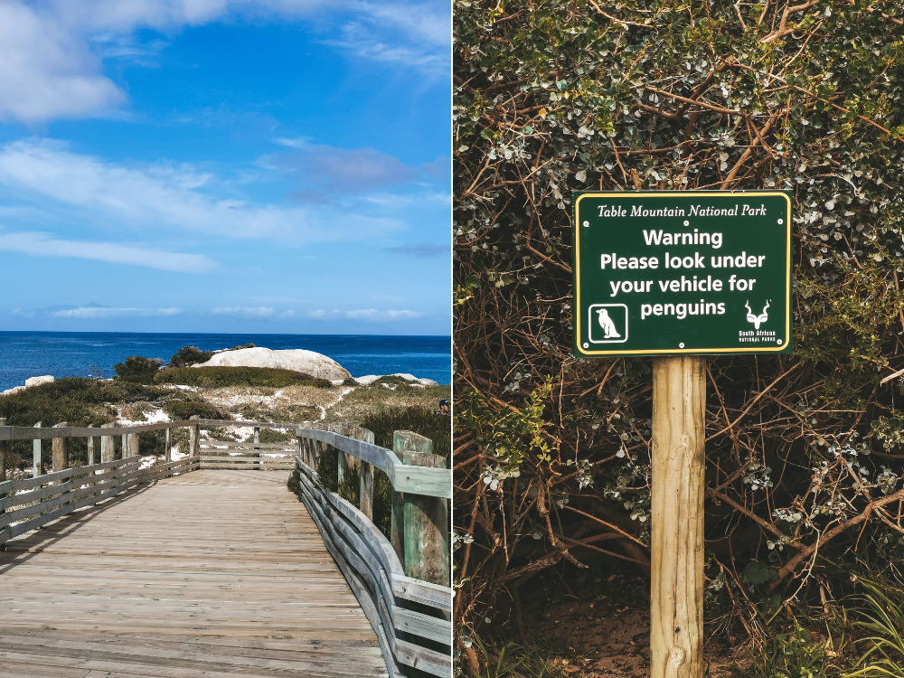 Brillenpinguine entdecken nahe Capetown