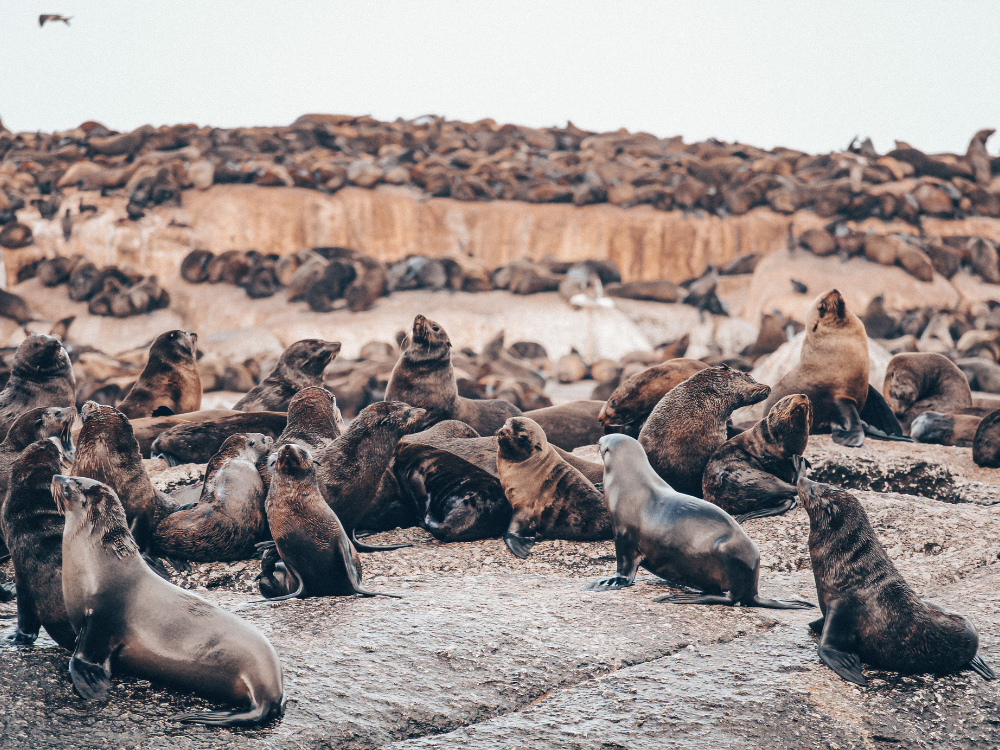 Cape Fur Seals Wildtiere nahe Kapstadt