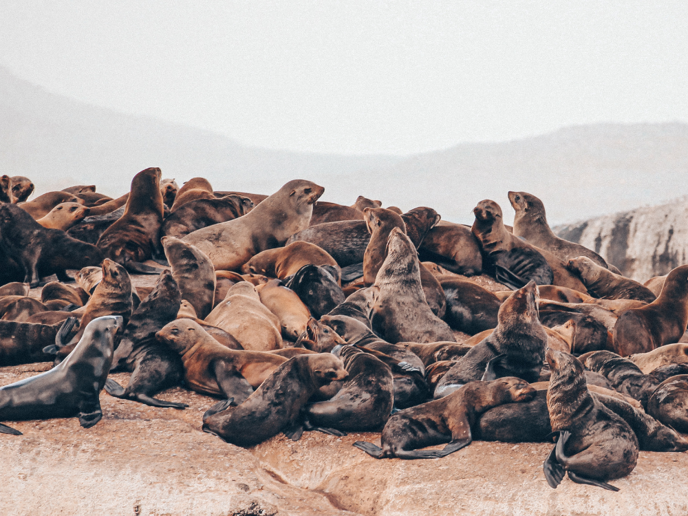 Duiker Island Robben Südafrika