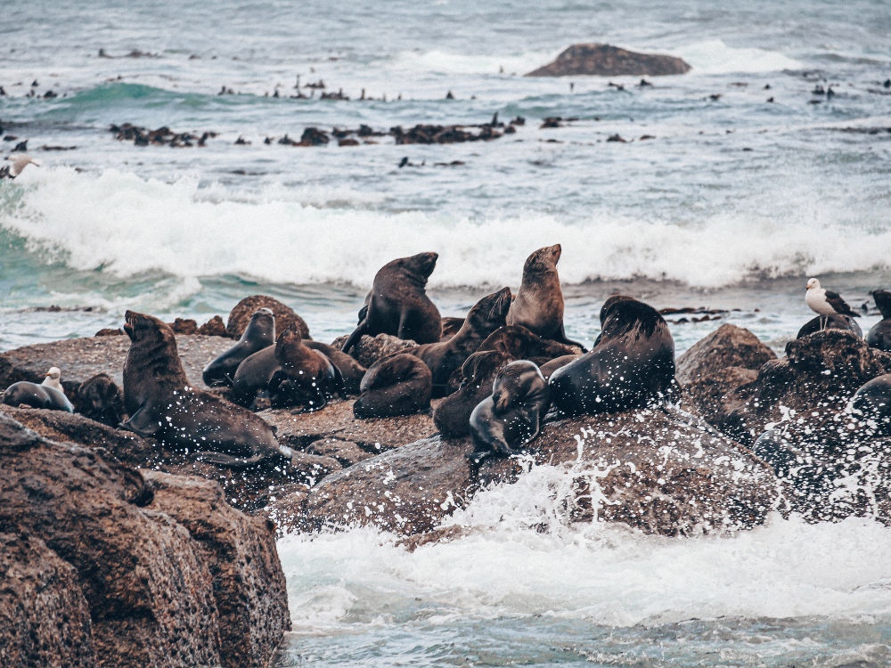 Duiker Island Robbenkolonie