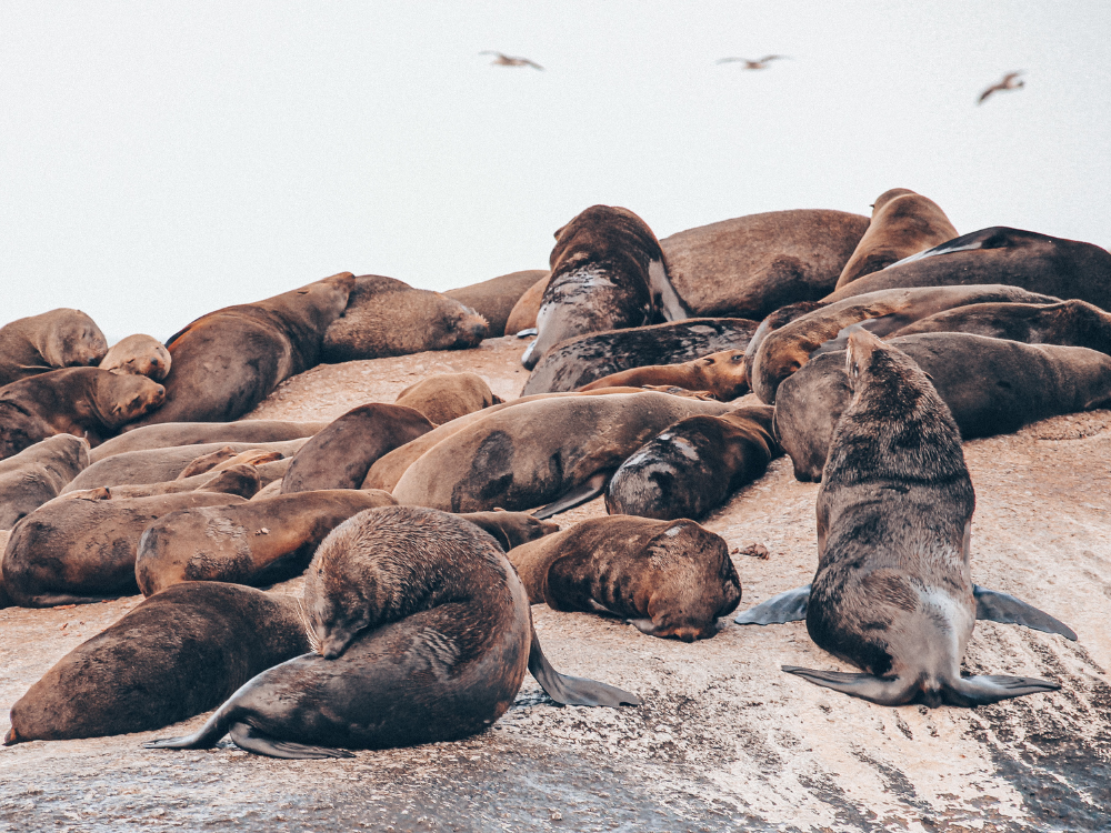 Duiker Seal Island Ausflug ab Kapstadt