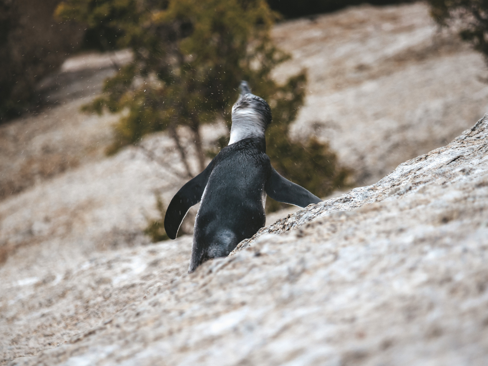 Jackass Pinguine Südafrika
