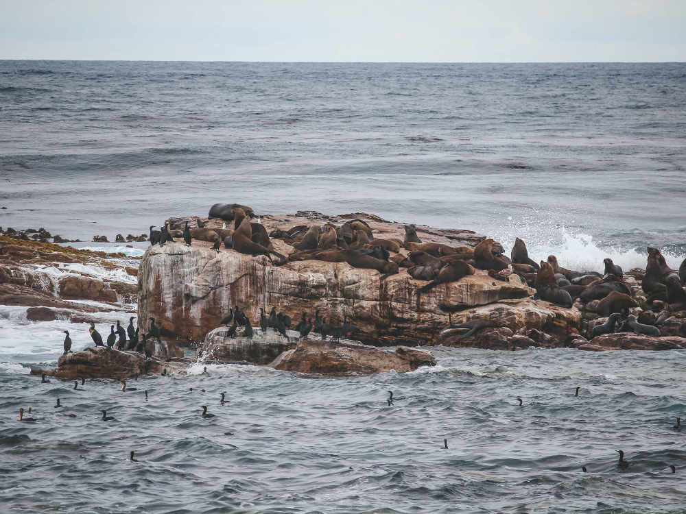 Kap der guten Hoffnung Robben