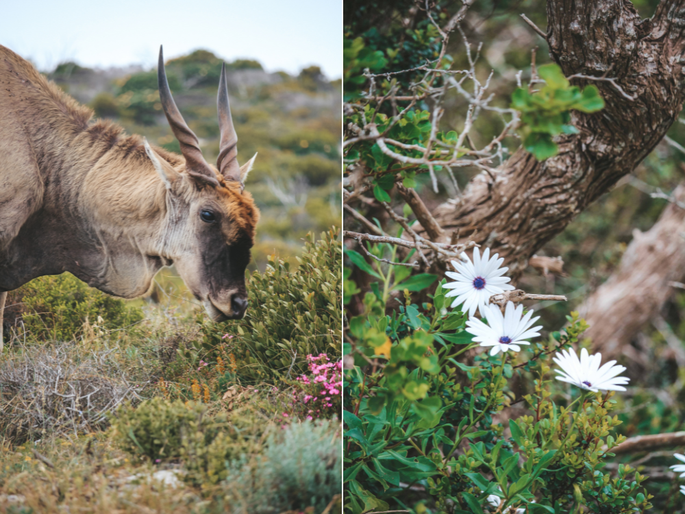 Kap der guten Hoffnung Tagesausflug ab Kapstadt