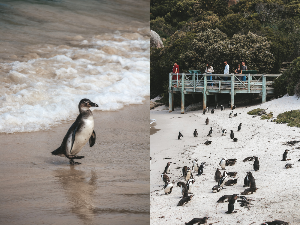 Pinguine nahe Kapstadt Tagestour