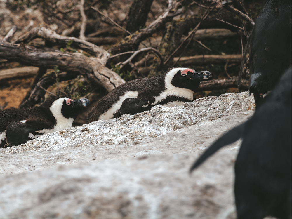 Pinguinkolonie Simons Town Südafrika