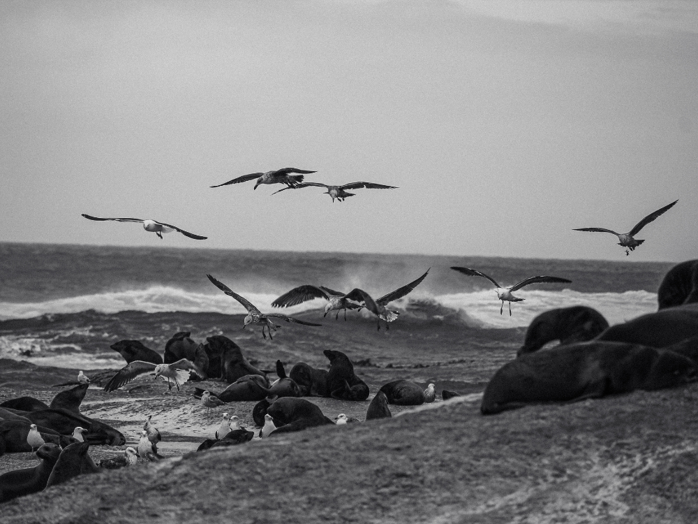 Seal Island Hout Bay nahe Kapsradt