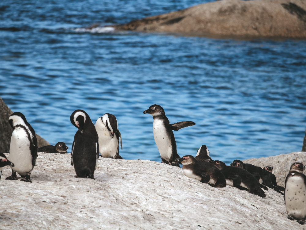 Simons Town Afrikanische Brillenpinguine