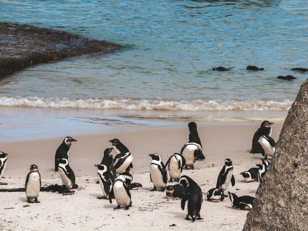 Simons Town Pinguine
