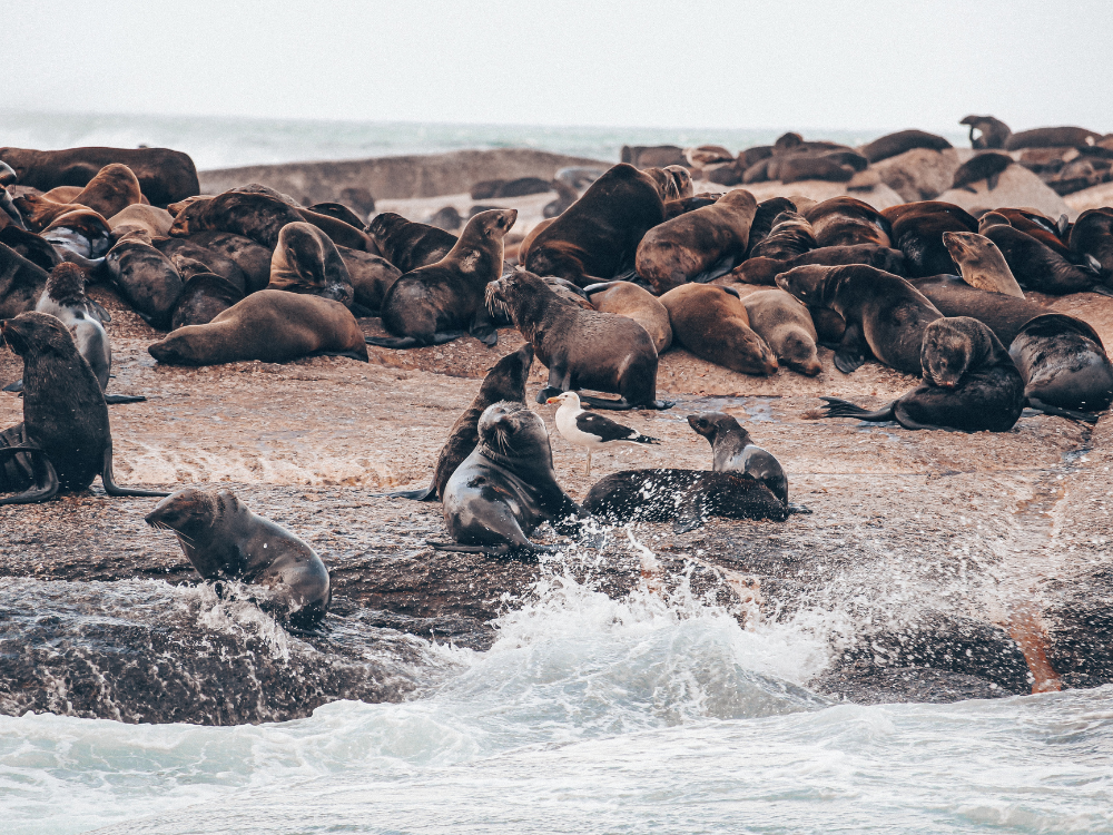 Umgebung Capetown Wildtiere Robben