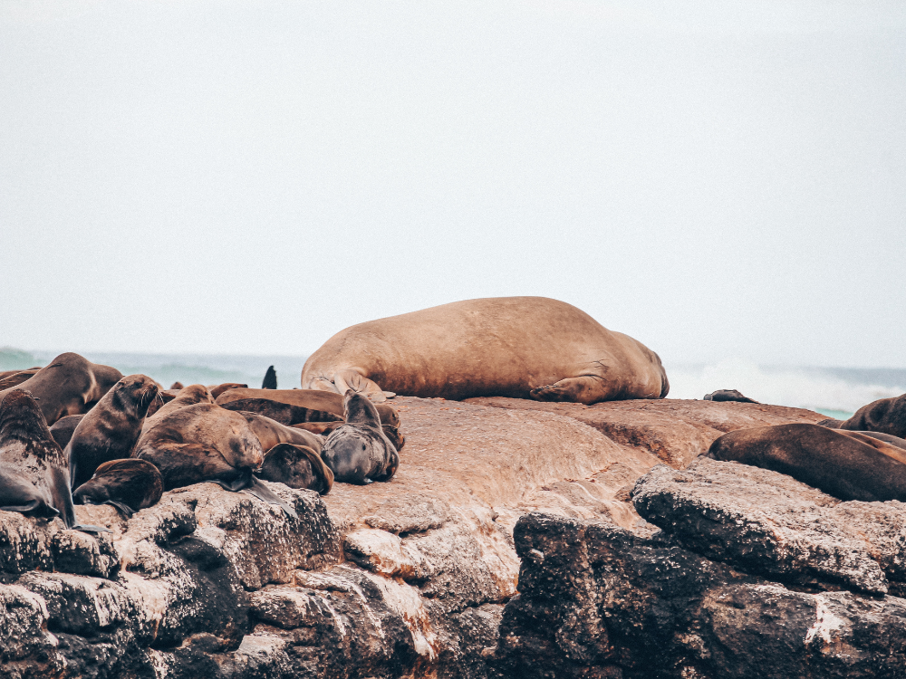 Umgebung von Kapstadt Seal Island