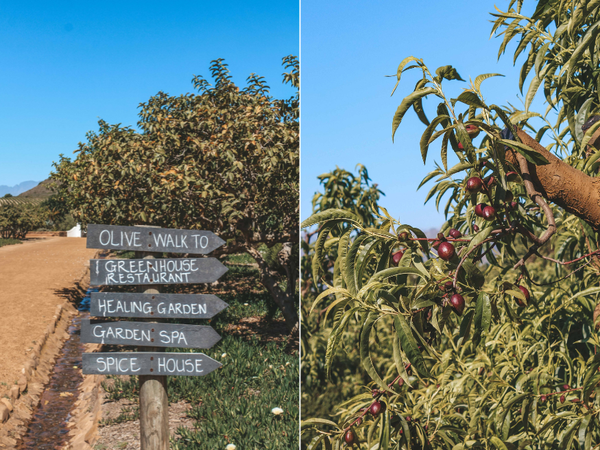 Babylonstoren Südafrikareise