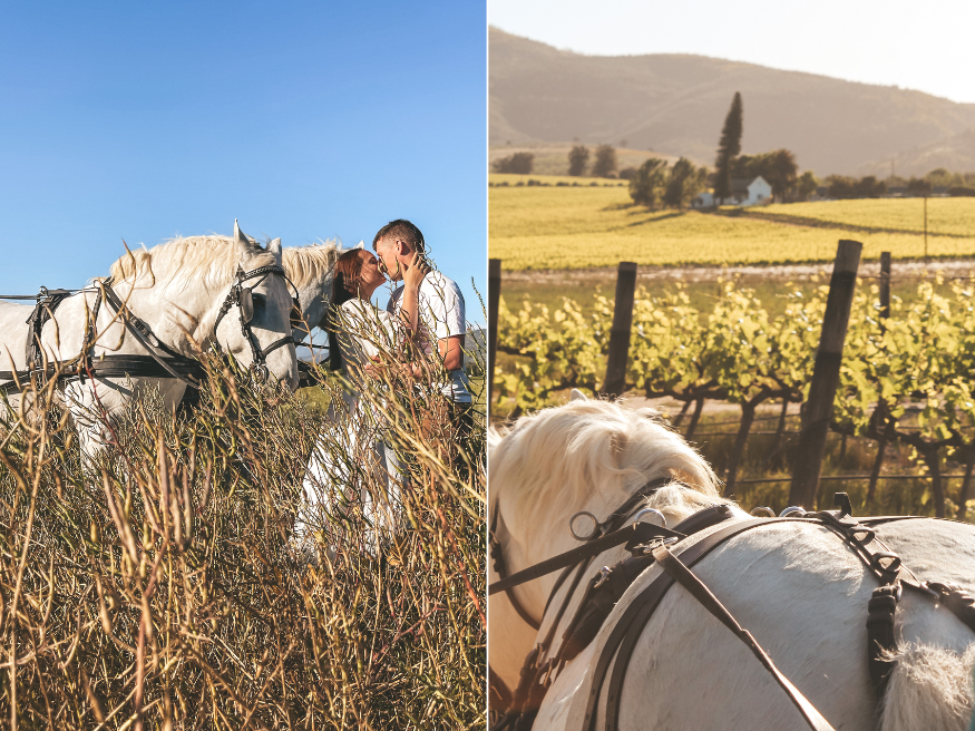 Wine Valley Adventures Kutsche fahren Weingut