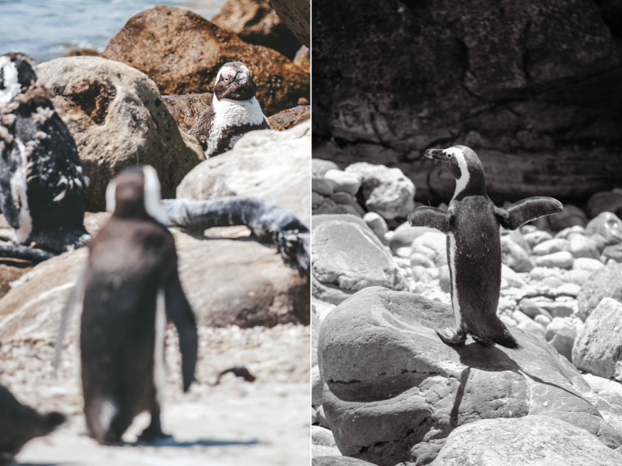 Afrikanische Pinguine Südafrikareise Bettys Bay