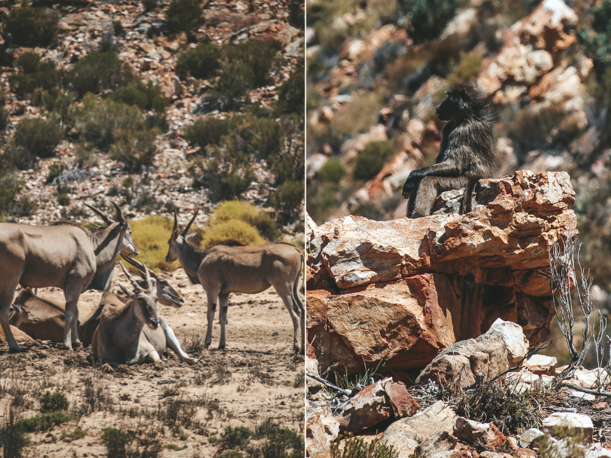 Aquila Private Game Reserve Big Five Safari