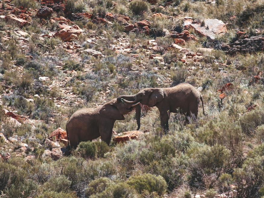 Aquila Private Game Reserve Elefanten Game Drive Safari