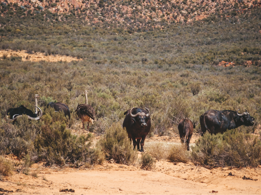 Aquila Private Game Reserve Geheimtipp Reisetipp Südafrika