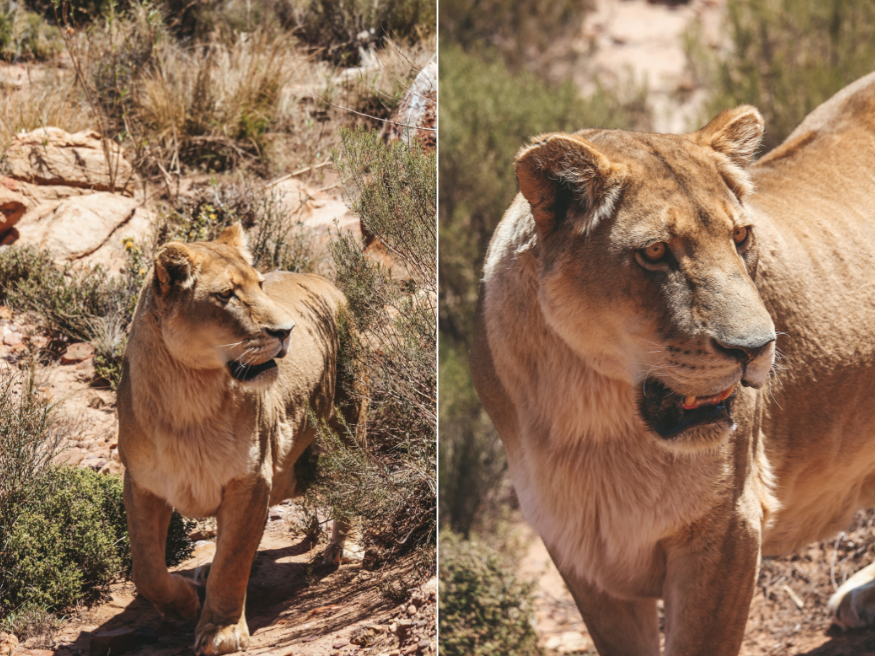 Aquila Private Game Reserve Löwe Game Drive