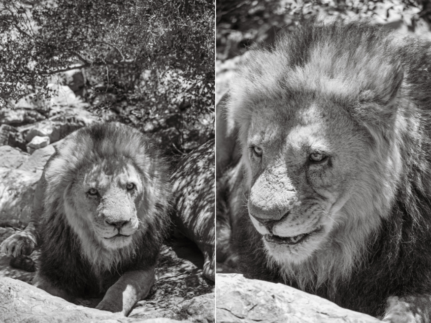 Aquila Private Game Reserve Löwe Safari