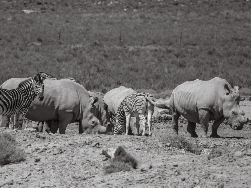 Aquila Private Game Reserve Nashörner Zebras Südafrika
