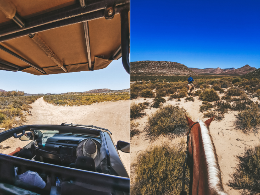 Aquila Private Game Reserve Reitsafari Game Drive