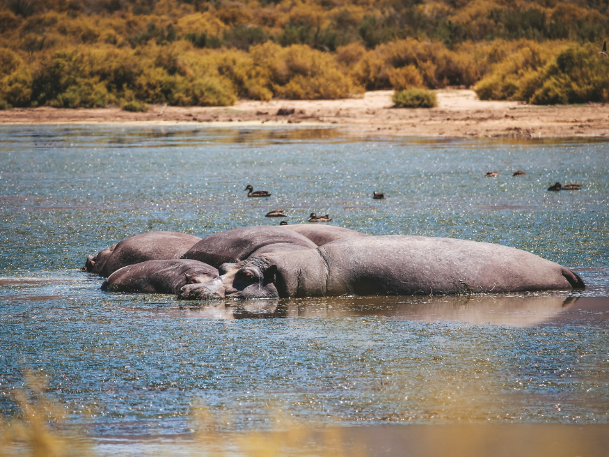 Aquila Private Game Reserve Südafrika Rundreise Geheimtipp