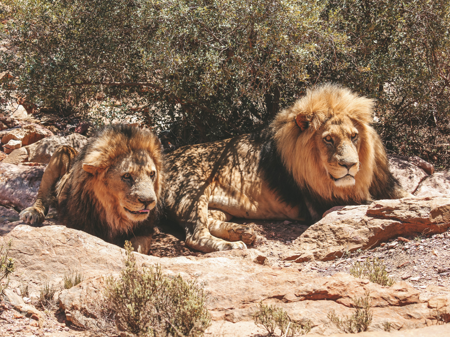 Aquila Private Game Reserve Südafrika Rundreise