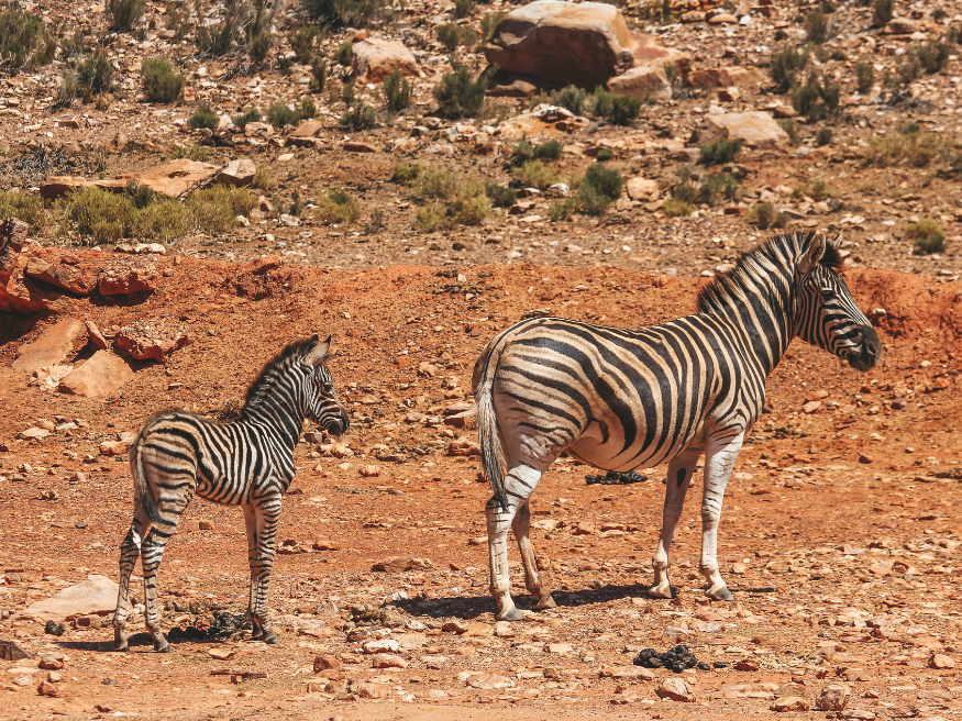 Aquila Private Game Reserve Zebras Safari