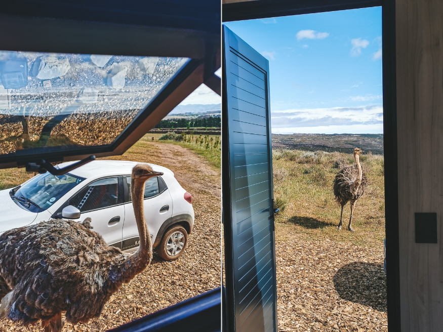 Cherry Glamping Strauße Südafrika Übernachtungstipp