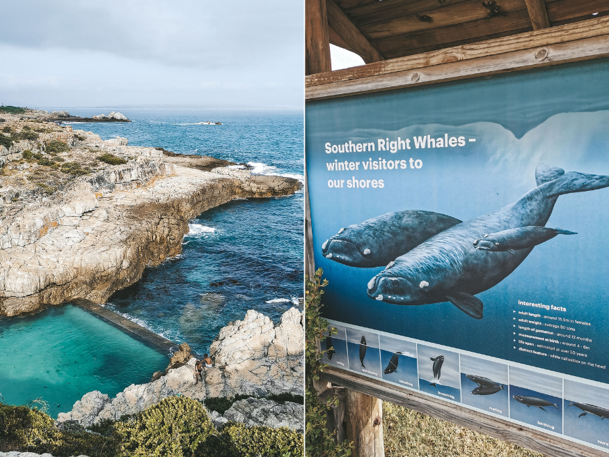 Cliff Path Hiking Trail Whale Watching Hermanus