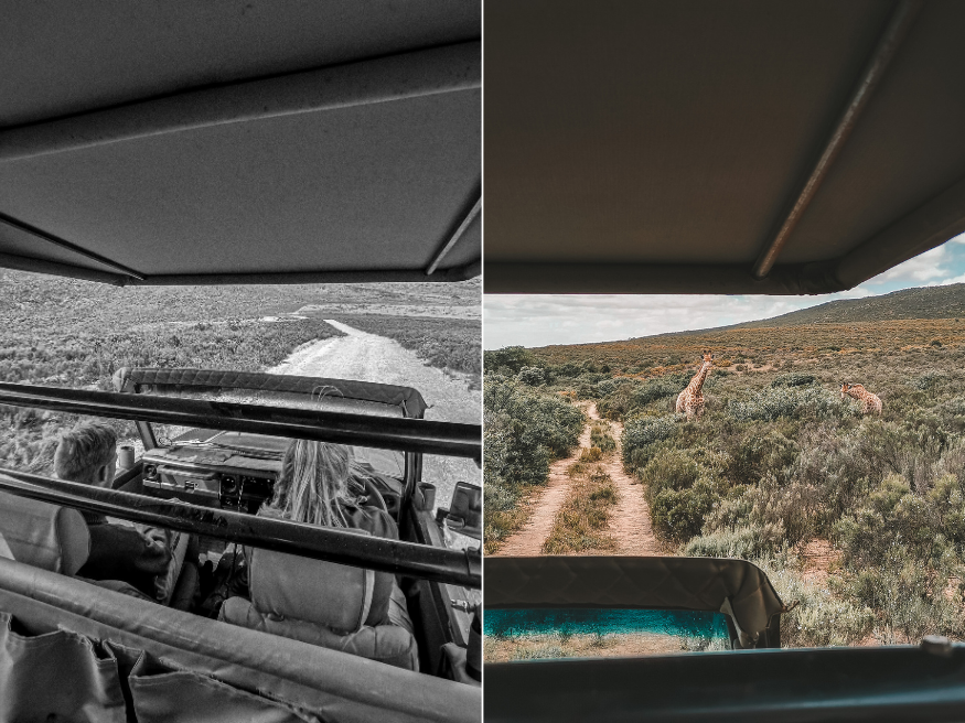 Game Drive Melozhori Game Reserve