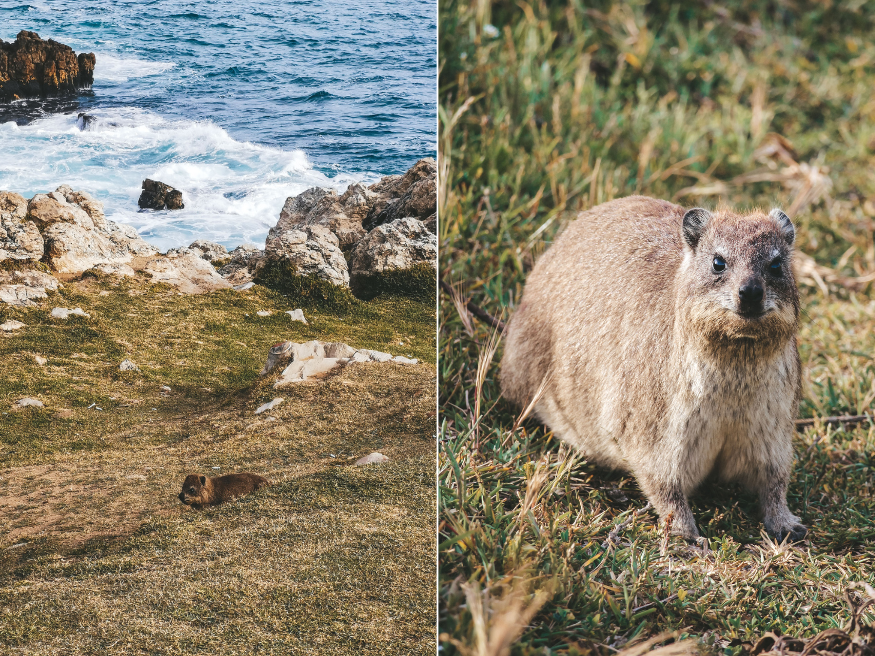 Klippschliefer Cliff Path Hiking Trail