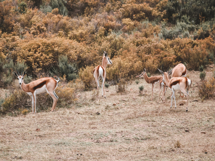 Melozhori Game Reserve Aktivität Sehenswürdigkeiten Südafrika