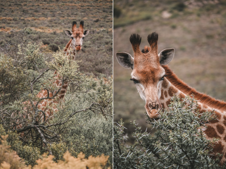 Melozhori Game Reserve Giraffen Safari Südafrika