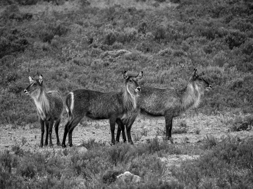 Melozhori Game Reserve Safari Game Drive Südafrikareise