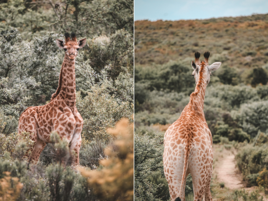 Melozhori Game Reserve Südafrika Game Drive Safari