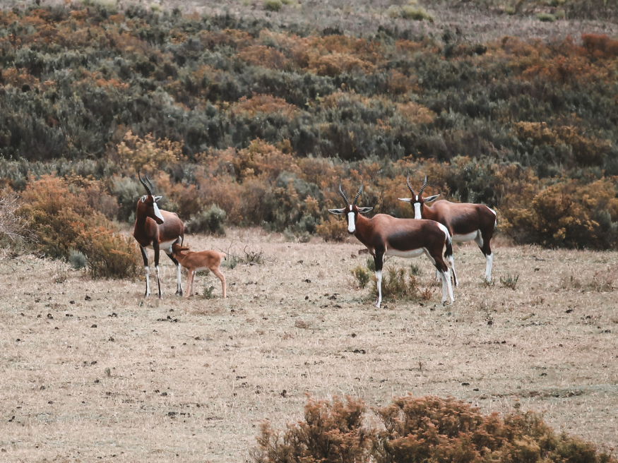 Melozhori Game Reserve Südafrika Geheimtipp