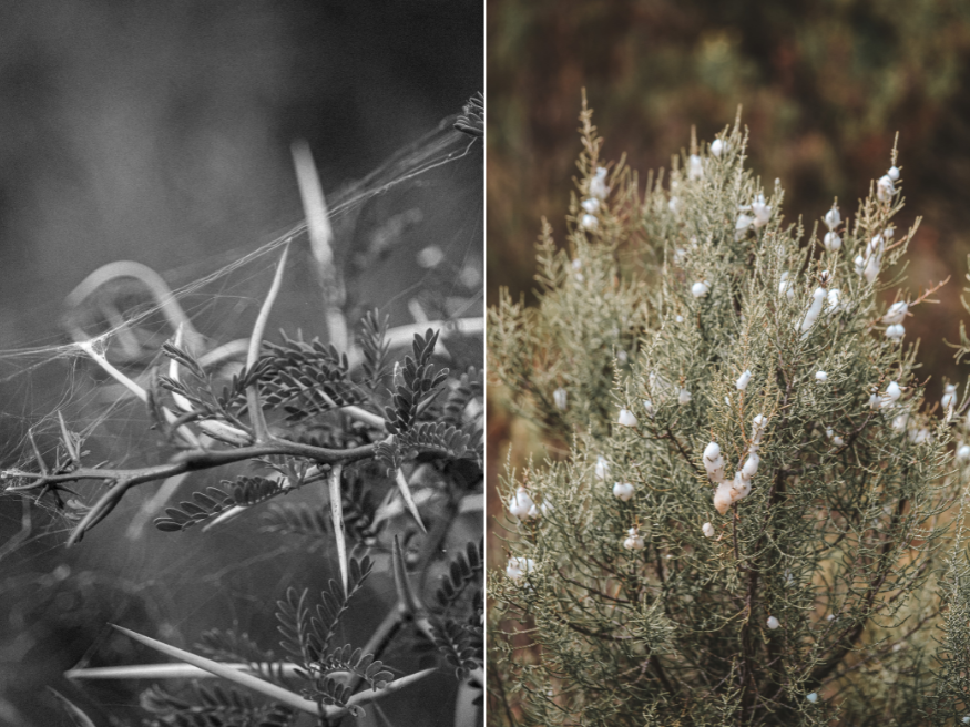 Melozhori Game Reserve Südafrika Rundreise