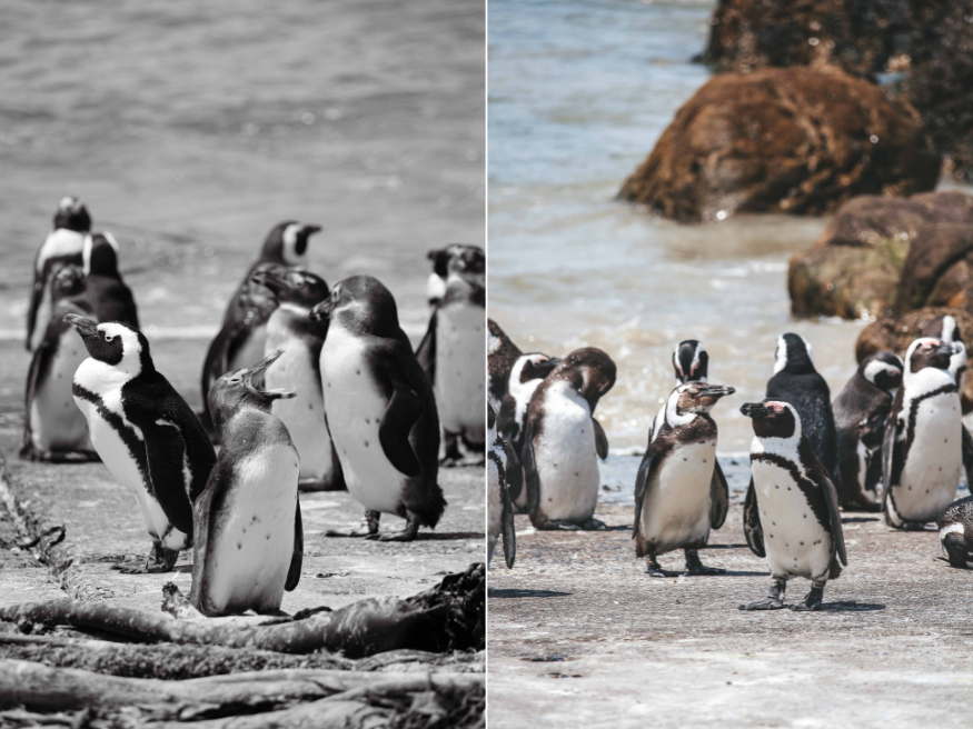 Pinguine beobachten Südafrika Garden Route