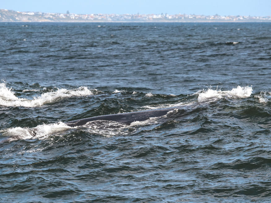 Wale Garden Route Whale Watching