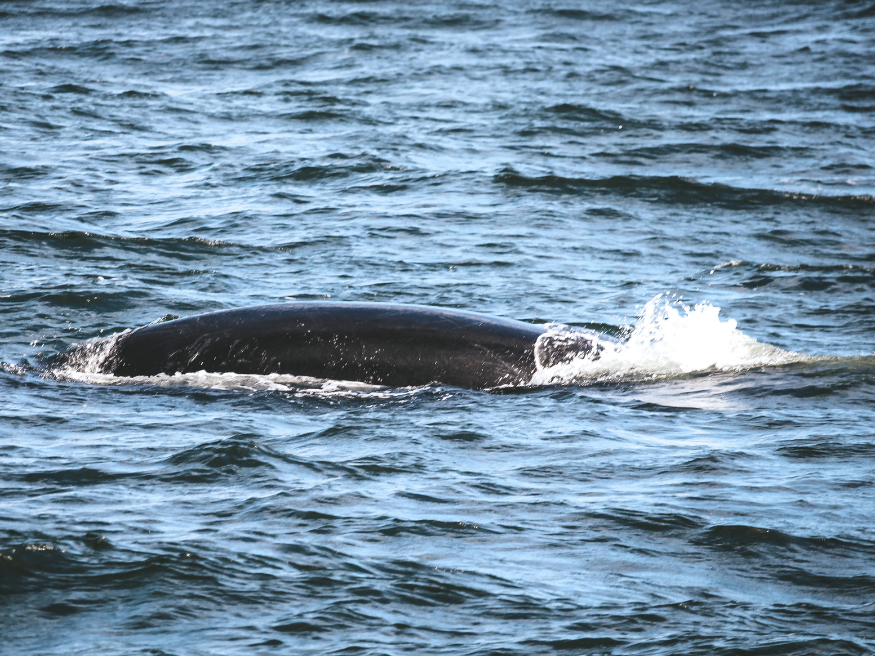 Wale beobachten Garden Route Südafrika