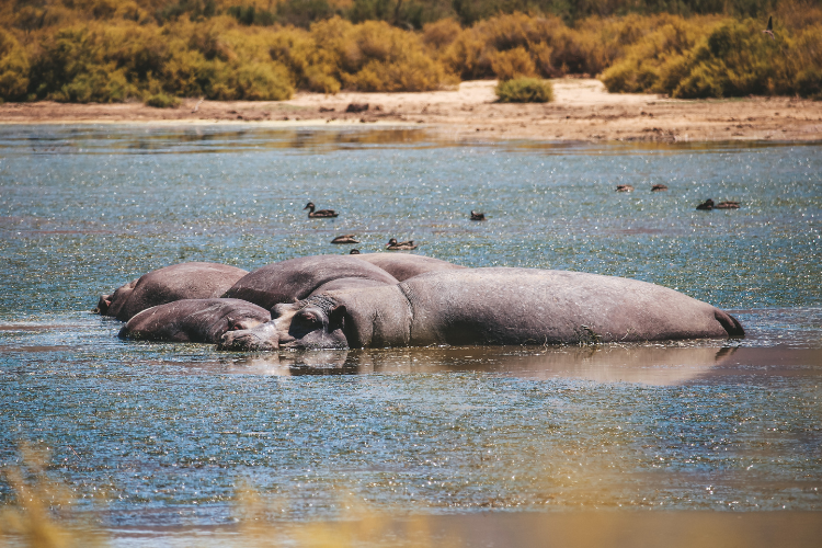 Westkap Reiseführer Südafrika Reisetipps Hermanus Kap Agulhas Swellendam