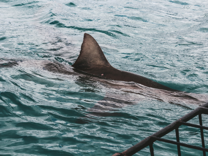 White Shark Diving Company Haie Südafrikareise