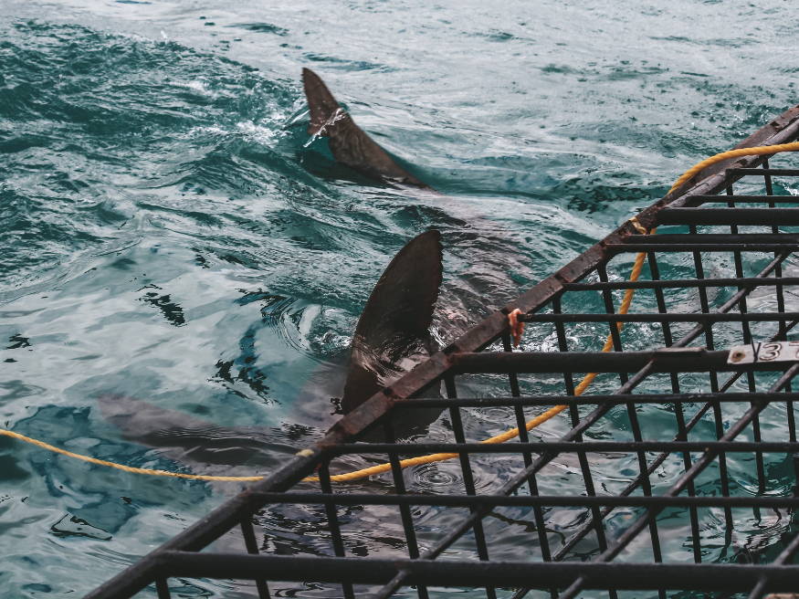 White Shark Diving Company Haitauchen Käfigtauchen
