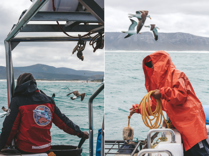 White Shark Diving Company Südafrika Haie